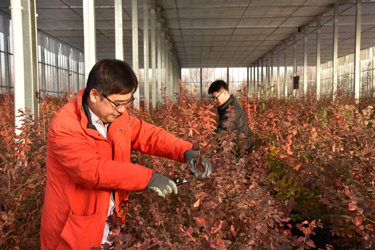 河北清苑：都市農業助農增收_fororder_清苑區好夢林水都市農業産業園工人正在管護藍莓。 趙琪攝.JPG