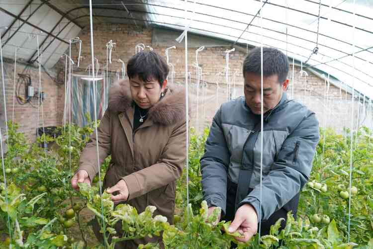圖片默認標題_fororder_農技人員查看番茄病害情況。攝影 王磊