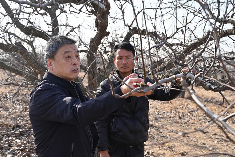 河北鹽山：果樹專家傳經送寶 冬季梨樹管護忙_fororder_圖片2