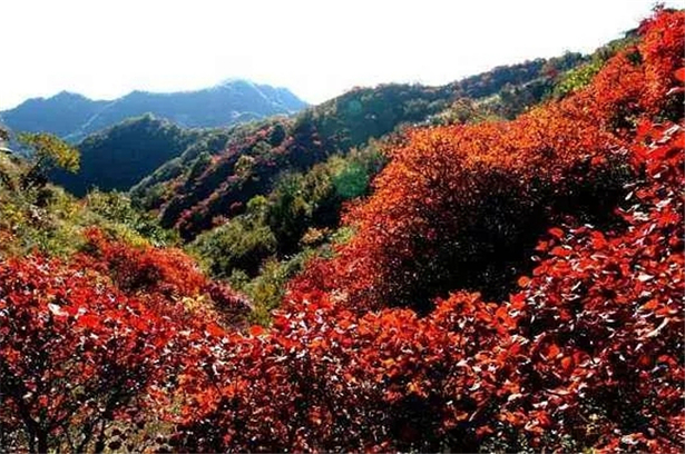 樂享河北隨手拍 最美紅葉拍起來