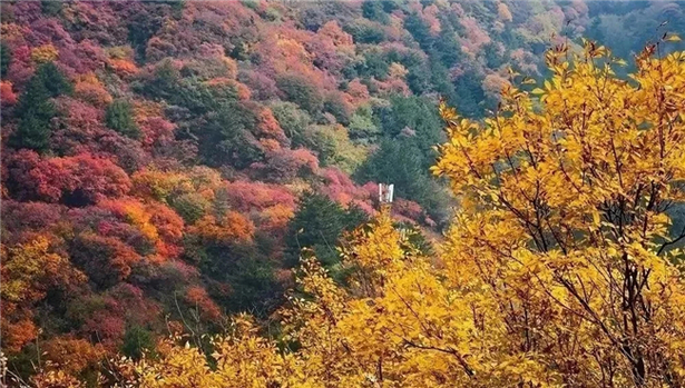 樂享河北隨手拍 最美紅葉拍起來