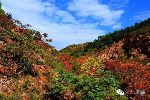 樂享河北隨手拍 最美紅葉拍起來