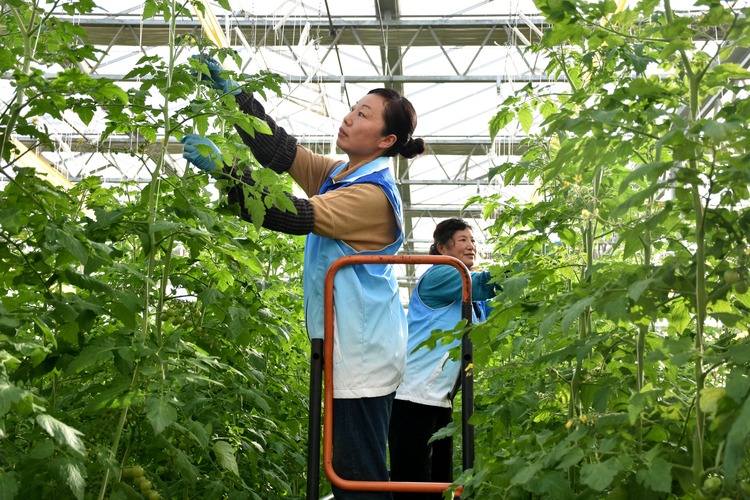 河北清苑：都市農業助農增收_fororder_清苑區佳禾現代農業園區工人在管護小番茄。 趙琪攝.JPG