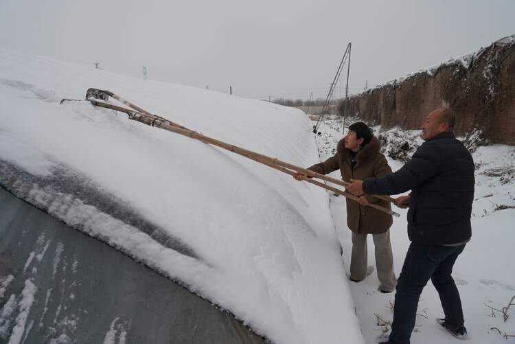 圖片默認標題_fororder_農技人員和種植戶清理棚室積雪。攝影 王磊
