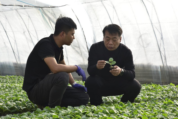 河北青縣：“冬閒”變“冬忙” 甜瓜棚裏育苗忙_fororder_圖片8