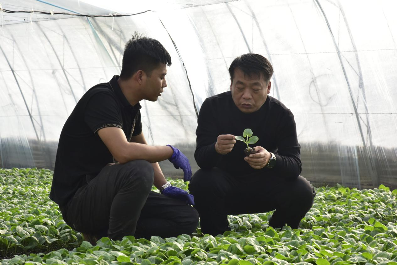 河北青縣：“冬閒”變“冬忙” 甜瓜棚裏育苗忙_fororder_圖片8