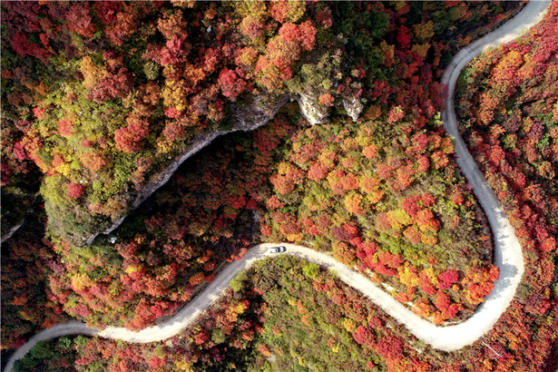 紅葉秋景