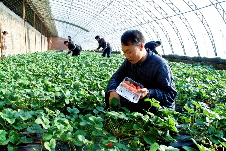 圖片默認標題_fororder_圍場克勒溝鎮草莓採摘進入旺季 張丹攝