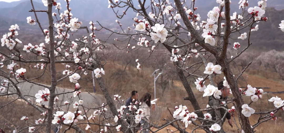 石家莊市鹿泉區：杏花綻放 迎來賞花熱潮_fororder_圖片 4