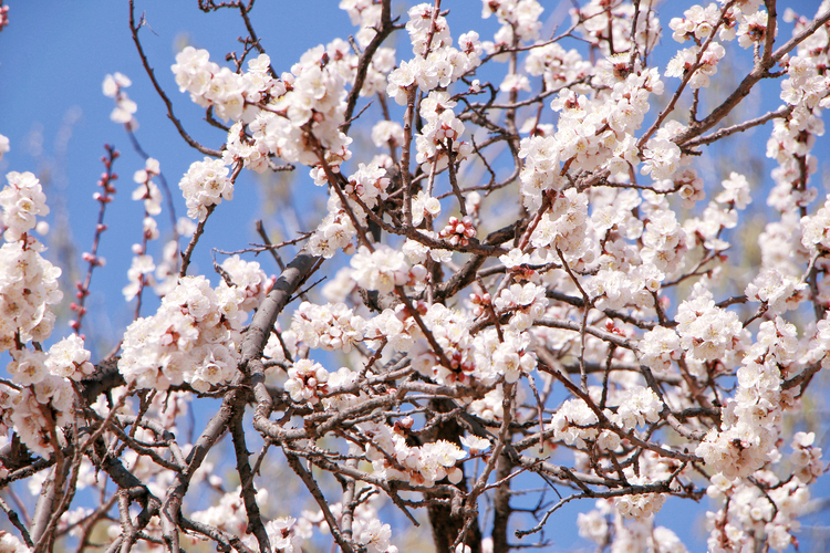 石家莊春日賞花正當時_fororder_2662a7a5d3fd227205830045e185ec5