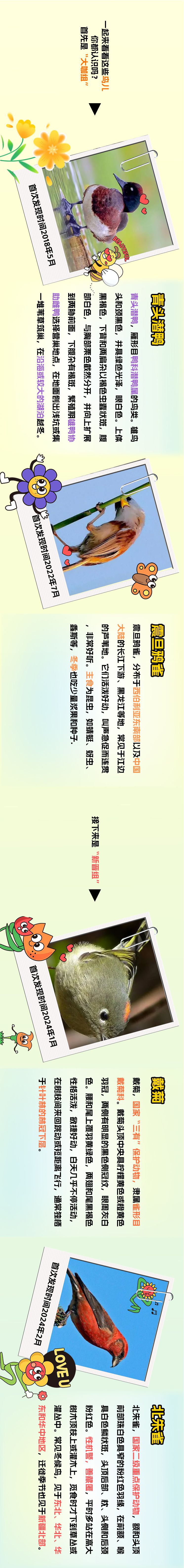 雄安百鳥圖｜當雄安新區設立7週年遇上國際愛鳥日 驚艷了整個春天！_fororder_eab6f400f00b11eebbffca2361d0b397