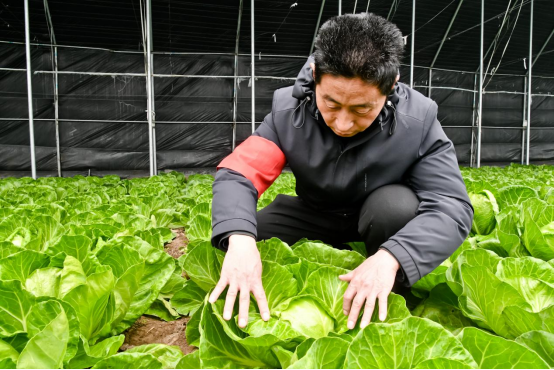 邯鄲冀南新區：蔬菜專家進大棚 “問診把脈”助春耕_fororder_邯鄲冀南新區547