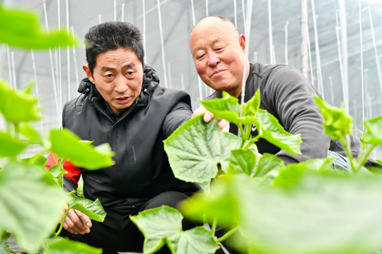 邯鄲冀南新區：蔬菜專家進大棚 “問診把脈”助春耕_fororder_邯鄲冀南新區443