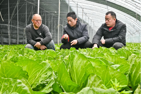 邯鄲冀南新區：蔬菜專家進大棚 “問診把脈”助春耕_fororder_邯鄲冀南新區520