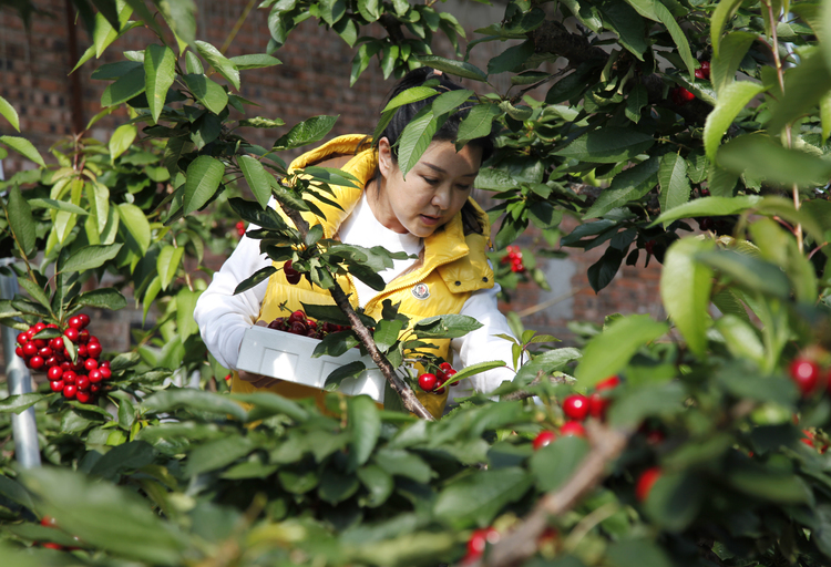 河北豐寧：火紅櫻桃挂滿枝 鄉村振興入畫來_fororder_遊客在採摘櫻桃 攝影辛榮軍