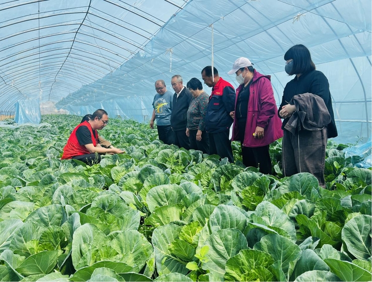 河北淶水：“量體裁衣”到地頭 培養鄉村“新農人”_fororder_圖為淶水縣胡家莊鄉南辛莊村的蔬菜大棚內，農技專家指導農民學員圓白菜管理技術。（李金璐 攝）