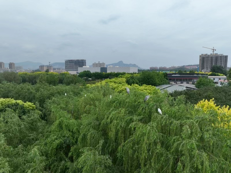 石家莊市石柏公園：白鷺蒼鷺棲息“定居”_fororder_圖片 3