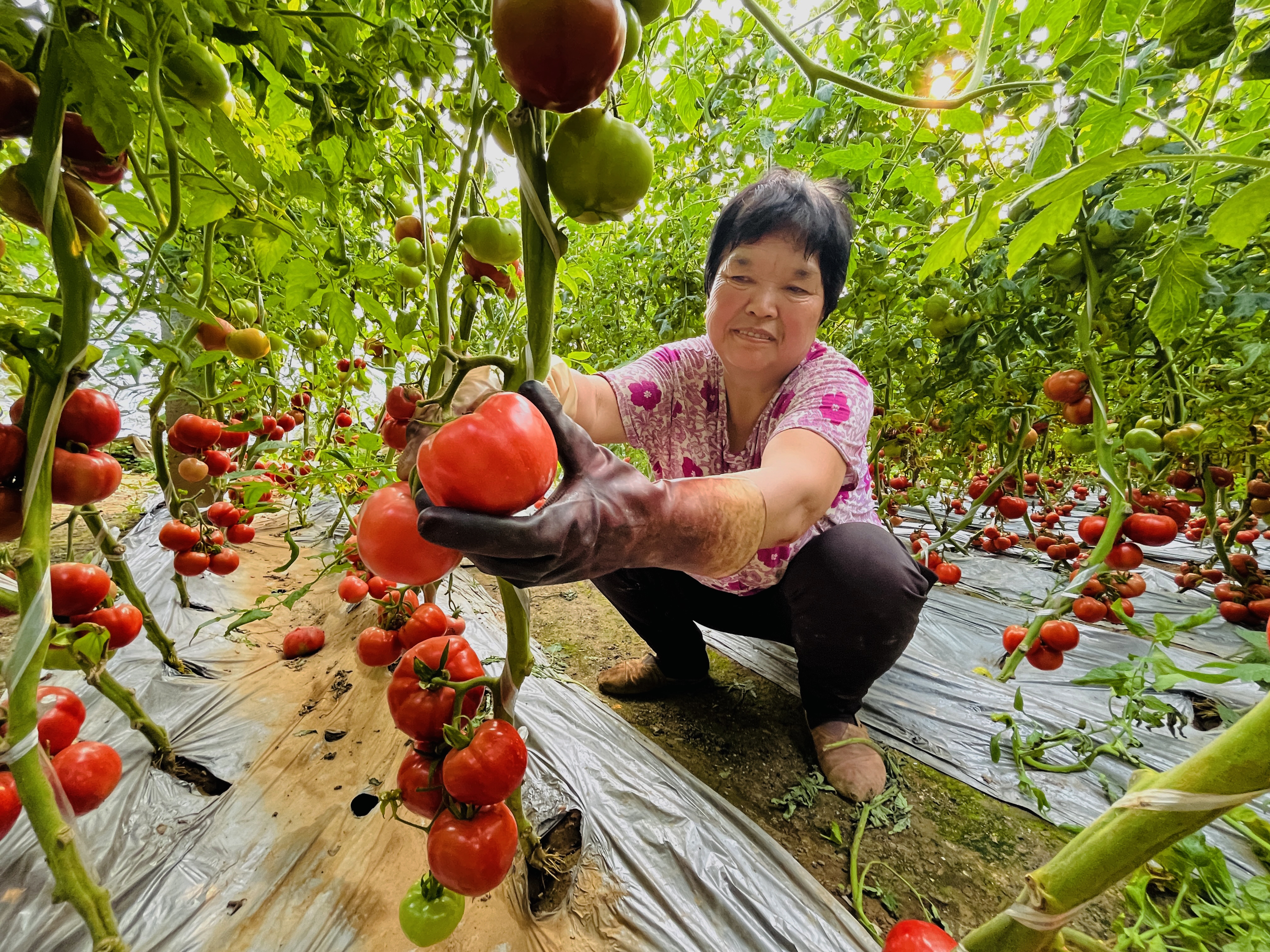 河北淶水：小小番茄 “映紅”致富路_fororder_圖為，在淶水縣婁村鎮安陽村的番茄大棚內，種植戶正在采收番茄。（李金璐 攝）.JPG