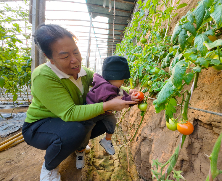 河北淶水：小小番茄 “映紅”致富路_fororder_圖為，在淶水縣婁村鎮安陽村的番茄大棚內，遊客正在採摘番茄。（李金璐 攝）.JPG