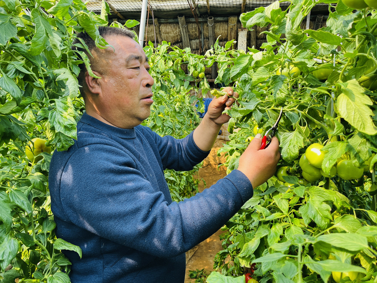 河北淶水：小小番茄 “映紅”致富路_fororder_圖為，在淶水縣淶水鎮西水北村的番茄大棚內，種植戶正在給番茄疏枝打葉。（李金璐 攝）.JPG