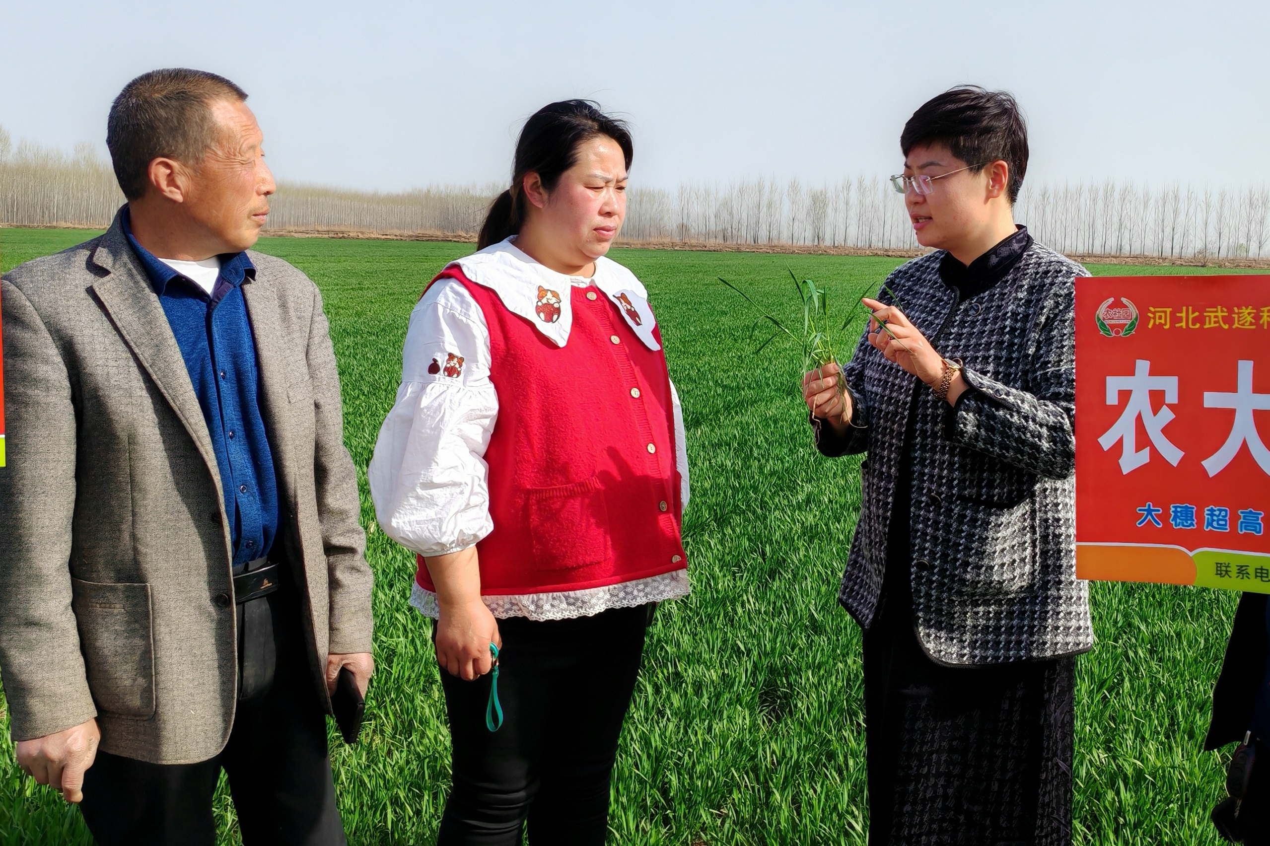 河北徐水：校政企共育 小種子生“金”_fororder_劉銳雪（右）與種植戶交流小麥管理技術。李淑紅攝