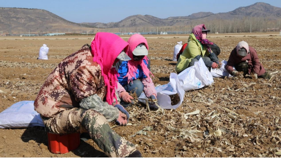 河北平泉：蒼術秧苗起收忙 中藥材種植富民增收_fororder_河北平泉：蒼術秧苗起收忙 中藥材種植富民增收394