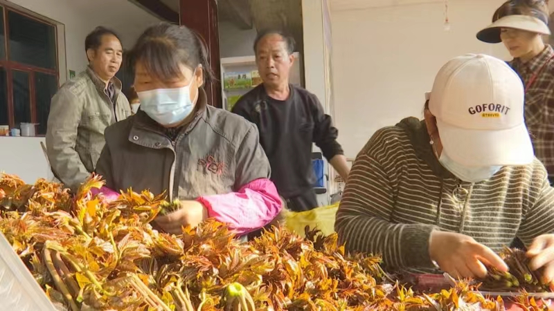 石家莊鹿泉區第四屆谷家峪香椿節開幕_fororder_圖片 3
