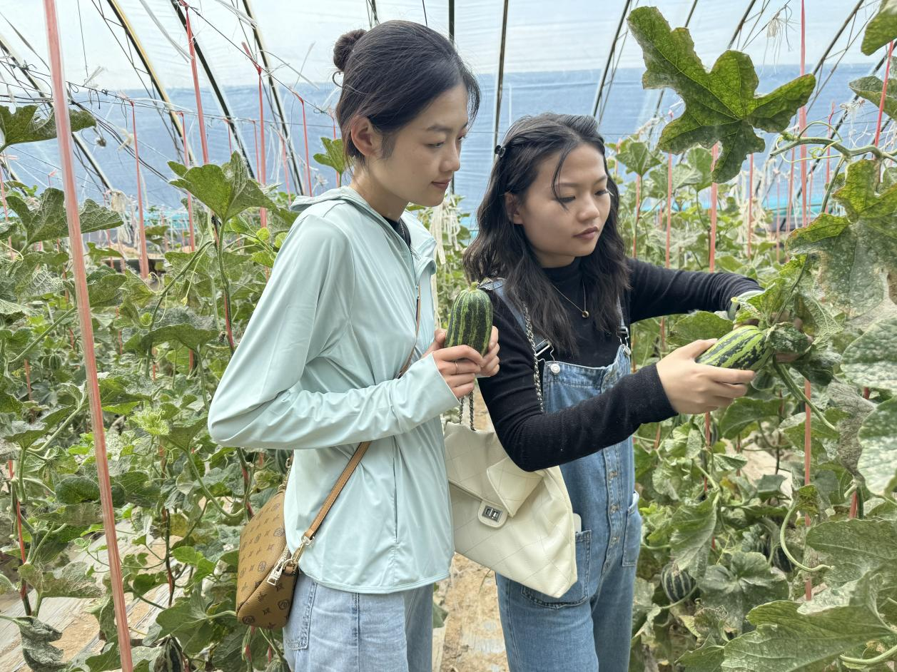 河北東光：蜜瓜飄香採摘忙 農戶增收有保障_fororder_圖片17