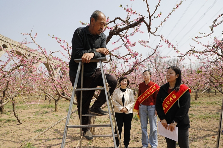 圖片默認標題_fororder_向桃農普及法律知識 攝影 顏麗媛