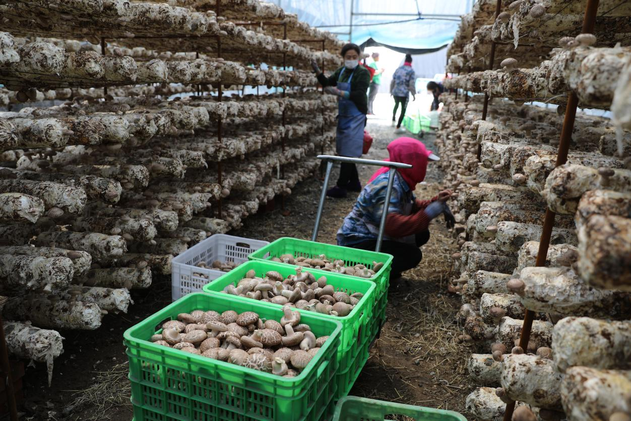 河北平泉：香菇豐收采收忙 特色産業增勢旺_fororder_圖片 2