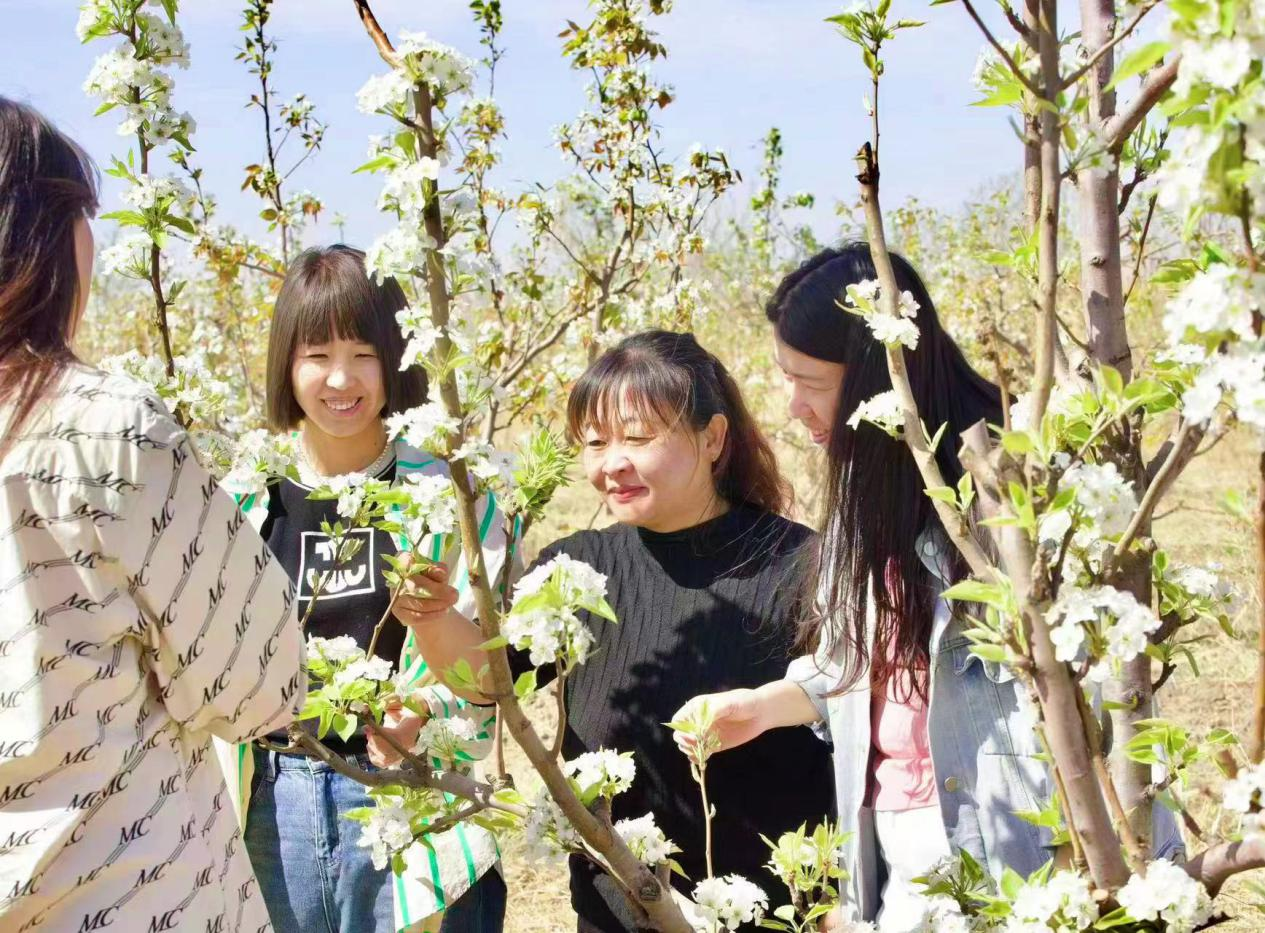 滄州南大港三分區：千畝梨樹綻放絢爛“花海”_fororder_圖片1