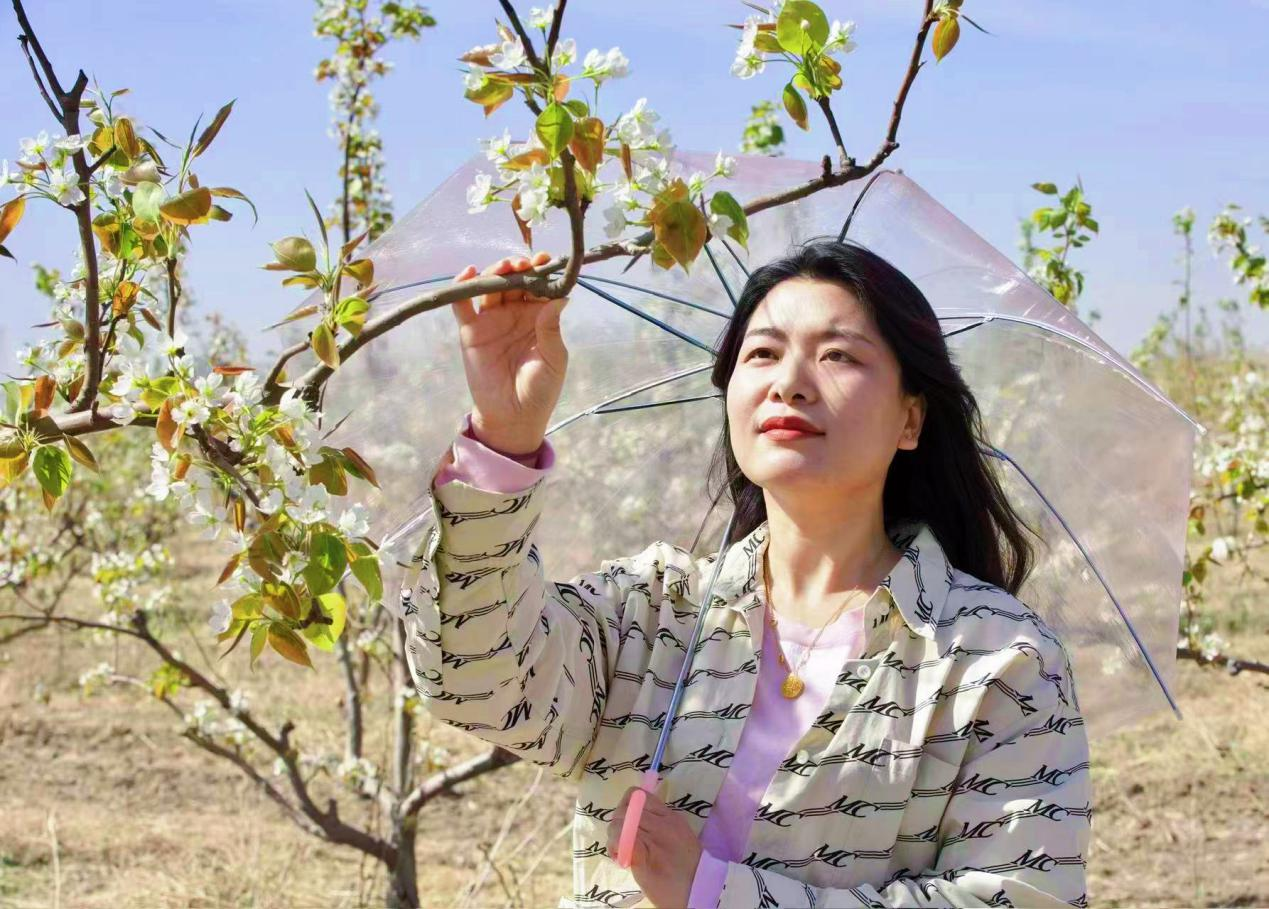 滄州南大港三分區：千畝梨樹綻放絢爛“花海”_fororder_圖片2