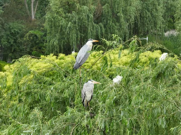 石家莊市石柏公園：白鷺蒼鷺棲息“定居”_fororder_圖片 2