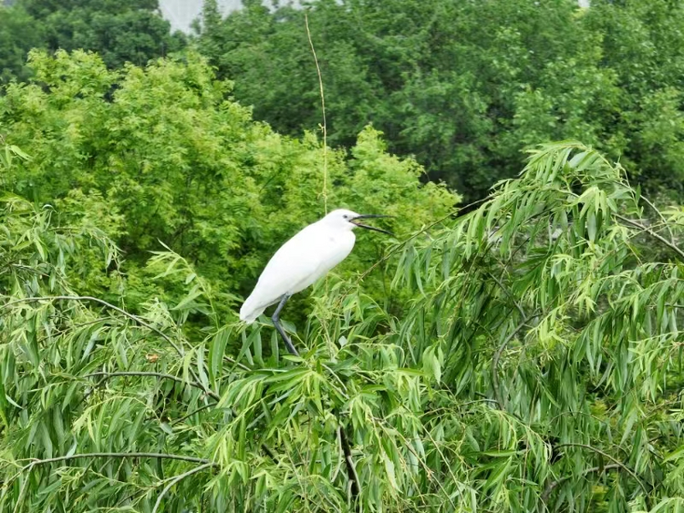 石家莊市石柏公園：白鷺蒼鷺棲息“定居”_fororder_圖片 1