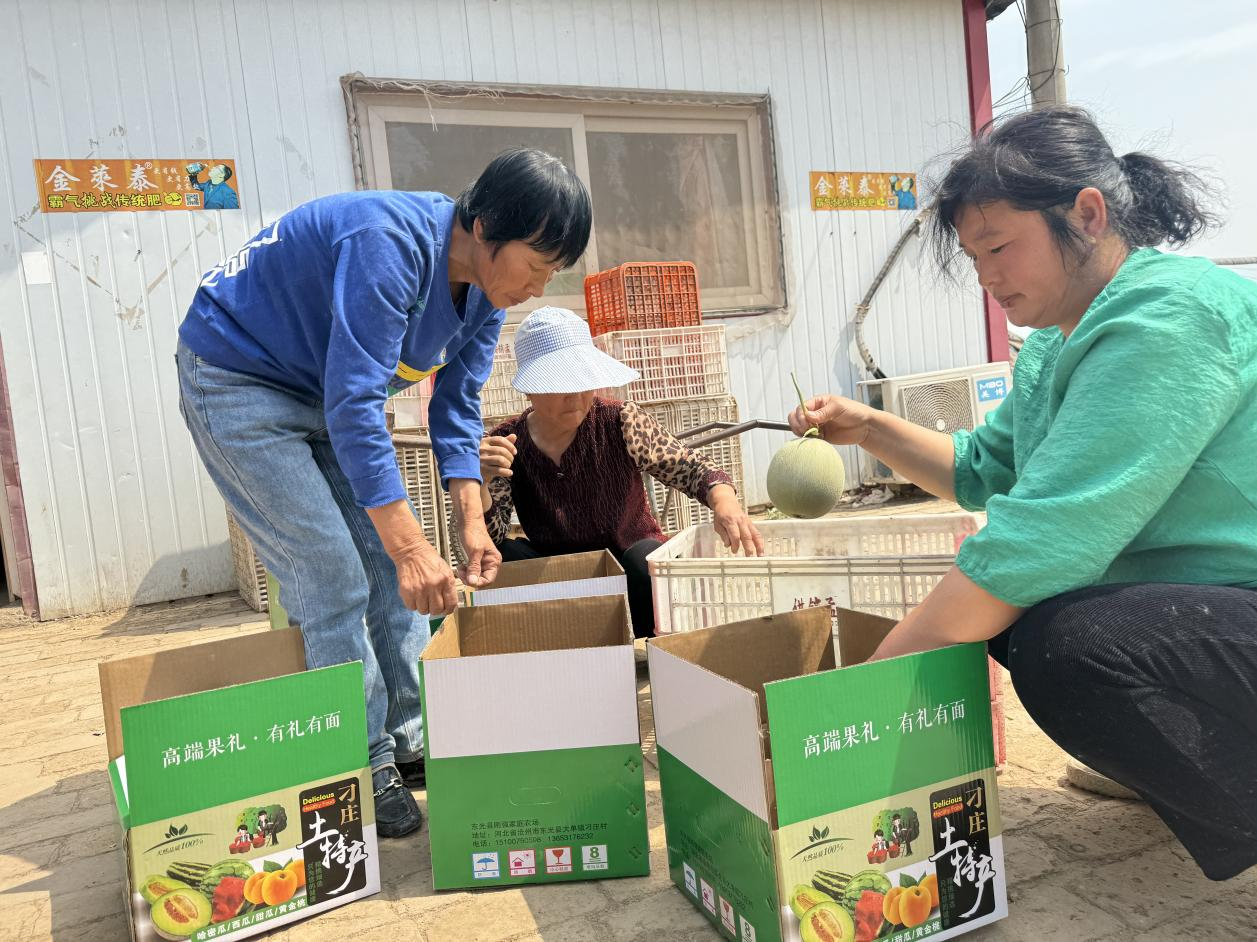 河北東光：蜜瓜飄香採摘忙 農戶增收有保障_fororder_圖片18