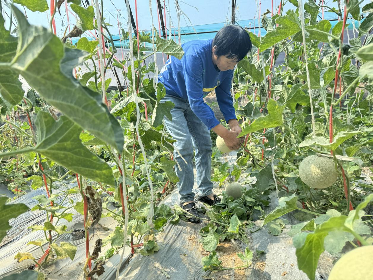 河北東光：蜜瓜飄香採摘忙 農戶增收有保障_fororder_圖片16