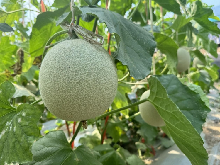 河北東光：蜜瓜飄香採摘忙 農戶增收有保障_fororder_圖片15