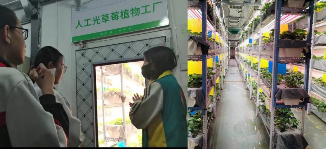 石家莊市鹿泉區：探尋農業科技 點亮未來之光_fororder_圖片4