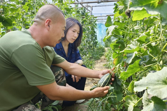 河北徐水：“水立方”裏收穫忙 致富路上瓜果香_fororder_河北徐水：“水立方”裏收穫忙 致富路上瓜果香(1)128