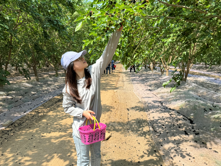 河北東光：小桑葚種出大産業_fororder_圖片 3
