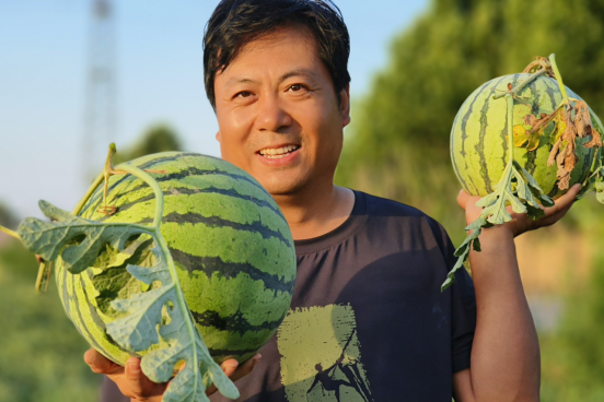保定徐水：于坊西瓜“甜蜜”豐收_fororder_保定徐水：于坊西瓜“甜蜜”豐收83