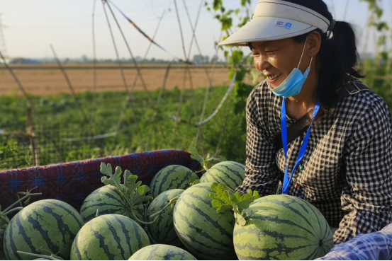 保定徐水：于坊西瓜“甜蜜”豐收_fororder_保定徐水：于坊西瓜“甜蜜”豐收166