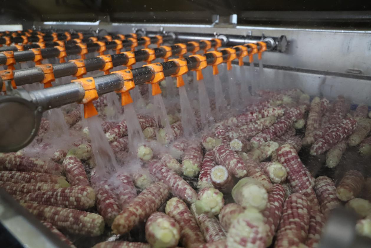 河北青縣：鮮食玉米串起致富“黃金産業鏈”_fororder_圖片 3