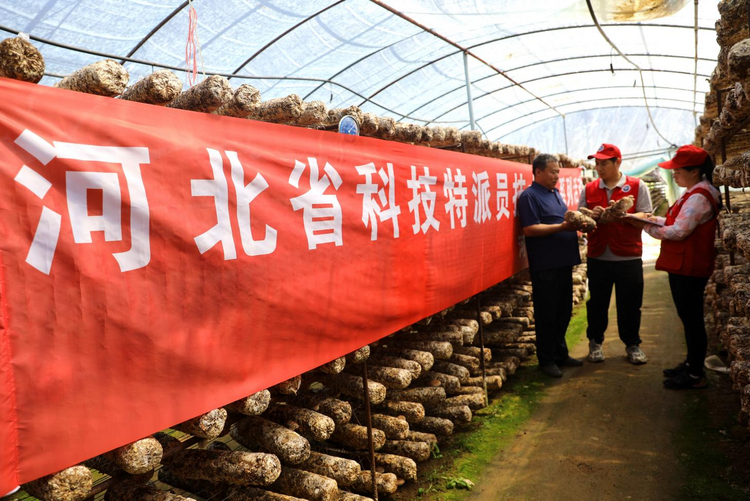 河北平泉：“科技人才”助力菌業發展_fororder_圖片 3