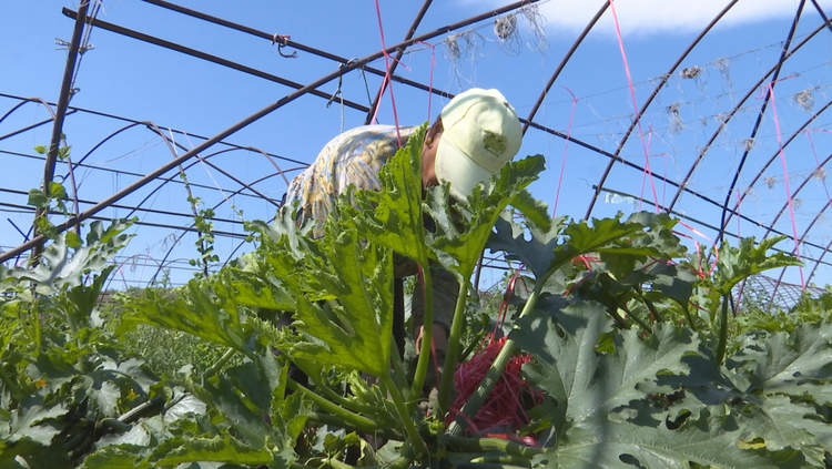 河北平泉：果蔬飄香産業興 鄉村振興“奔頭”足_fororder_圖片 1
