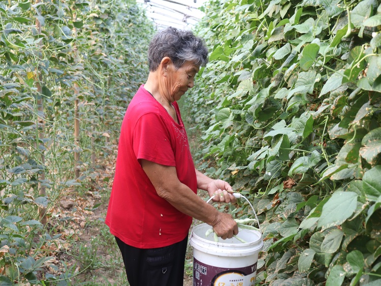 保定博野：大棚豆角採摘忙 村民增收笑開顏_fororder_1