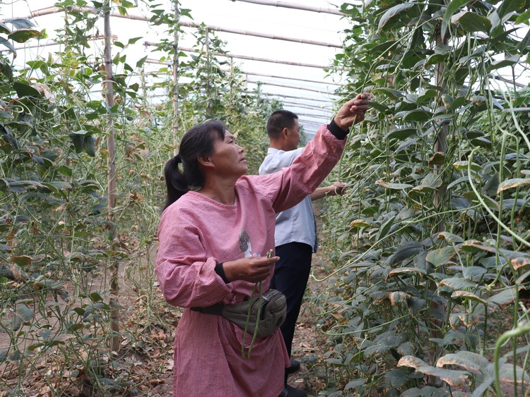 保定博野：大棚豆角採摘忙 村民增收笑開顏_fororder_2