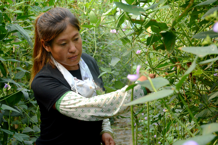河北獻縣：打造優質“菜園子” 保障京津“菜籃子”_fororder_圖片 3