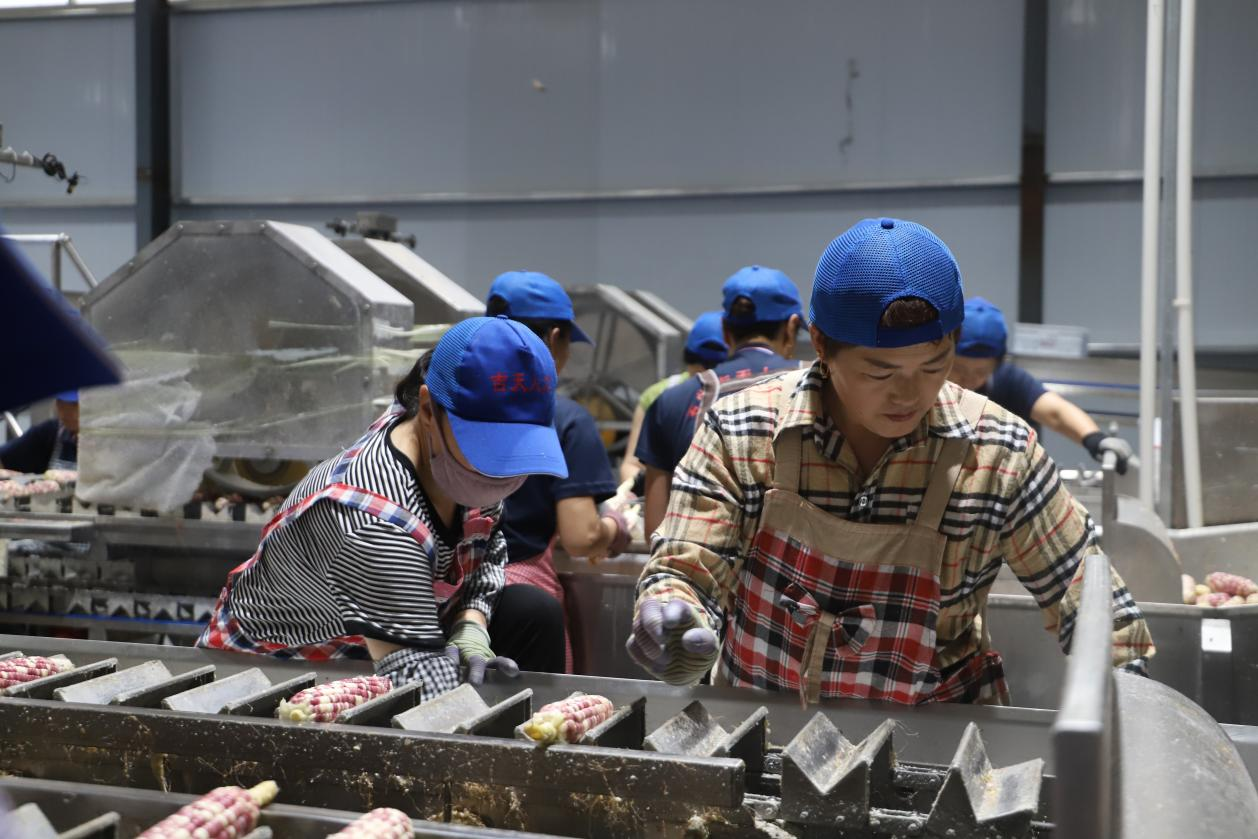 河北青縣：鮮食玉米串起致富“黃金産業鏈”_fororder_圖片 4