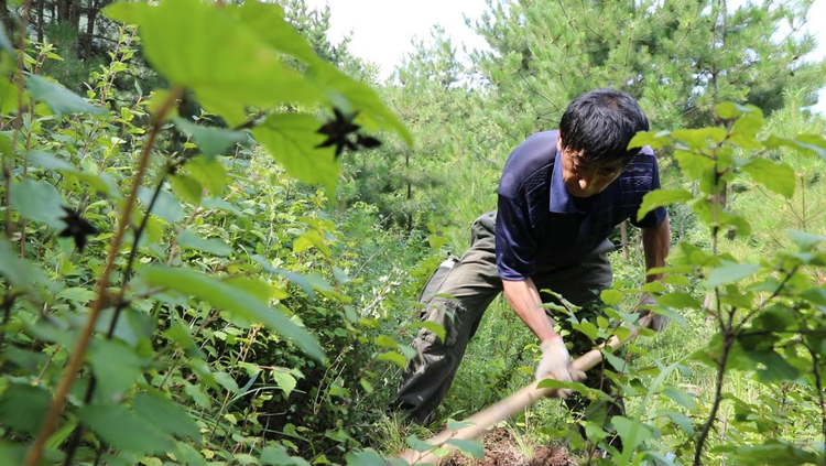 河北平泉：雨季造林正當時 繪就生態新畫卷_fororder_圖片3